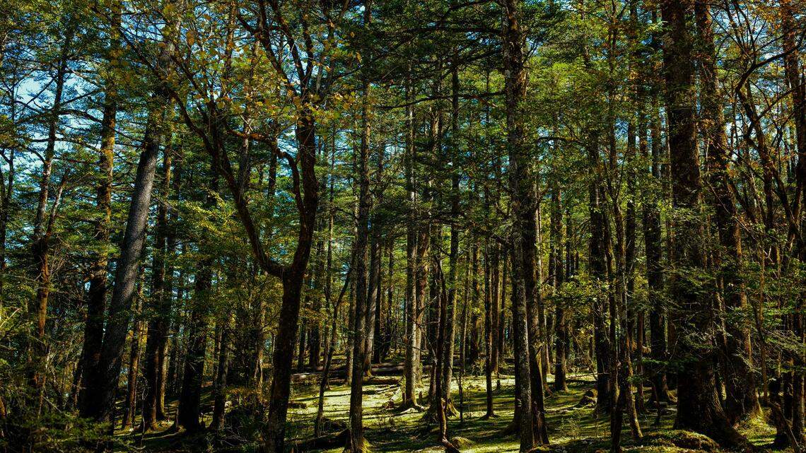 Wildlife rangers found a 2-foot-long creature with a pink belly in a forest of China and discovered a “cute” new species, scientists said.