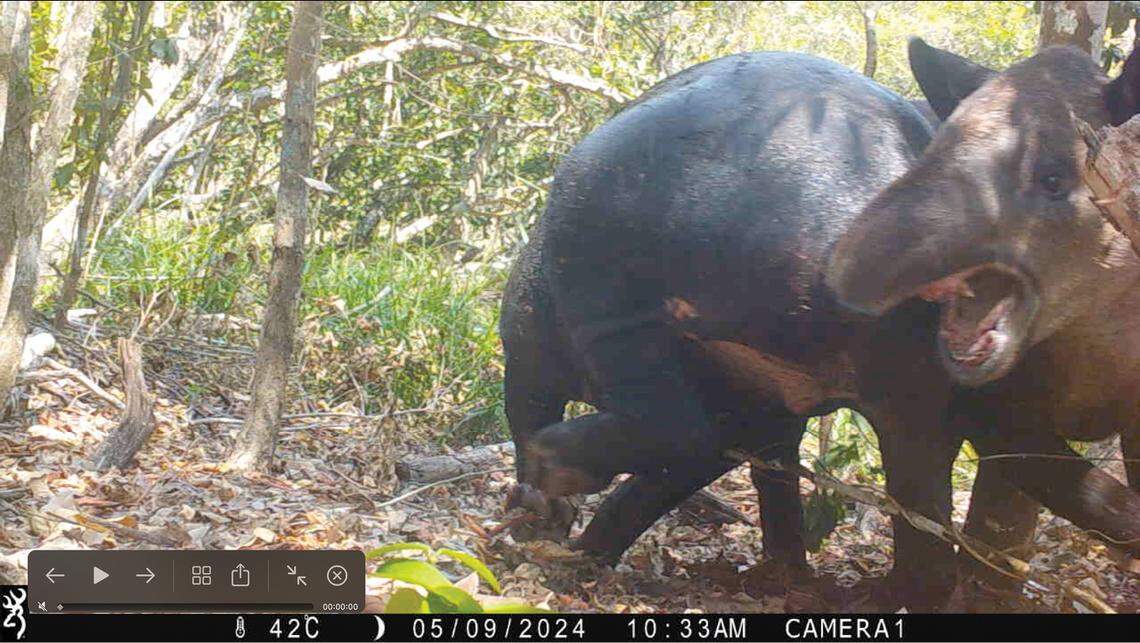 A wounded Baird’s tapir as seen during a fight in Calakmul Biosphere Reserve in May 2024.