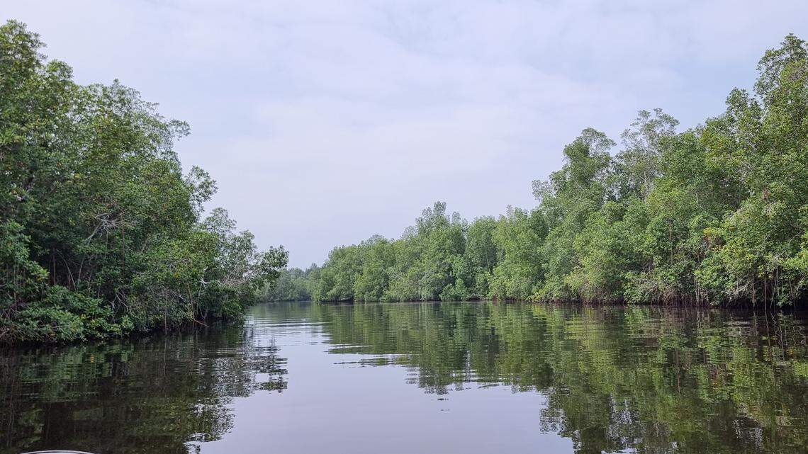 Scientists found a “large”-mouthed river creature in the Democratic Republic of the Congo and discovered a new species, a study said.