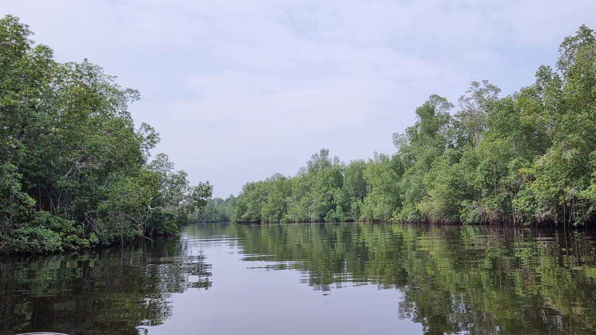 Scientists found a “large”-mouthed river creature in the Democratic Republic of the Congo and discovered a new species, a study said.