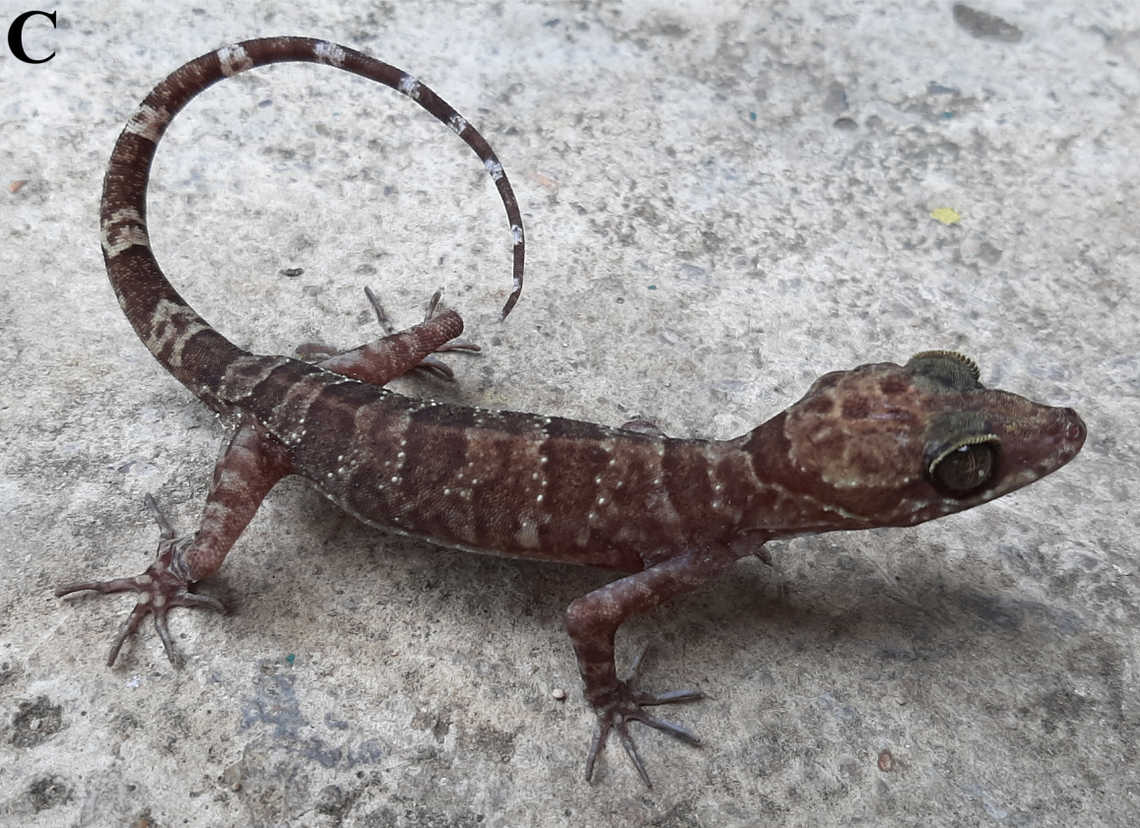A Cyrtodactylus ayunpaensis, or Ayun Pa bent-toed gecko.