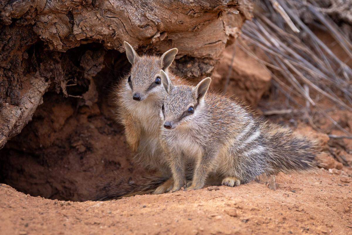 Two young numbats seen at Mallee Cliffs National Park.