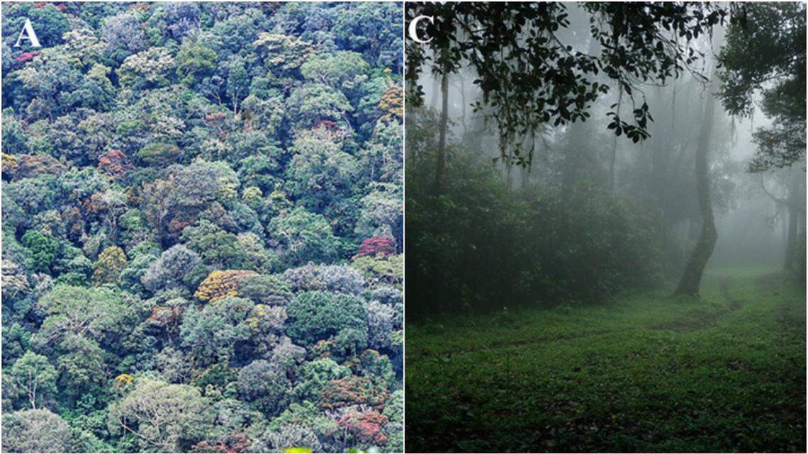 Scientists found a “metallic blue” animal mating in the Western Ghats mountains and discovered a new species, a study said.