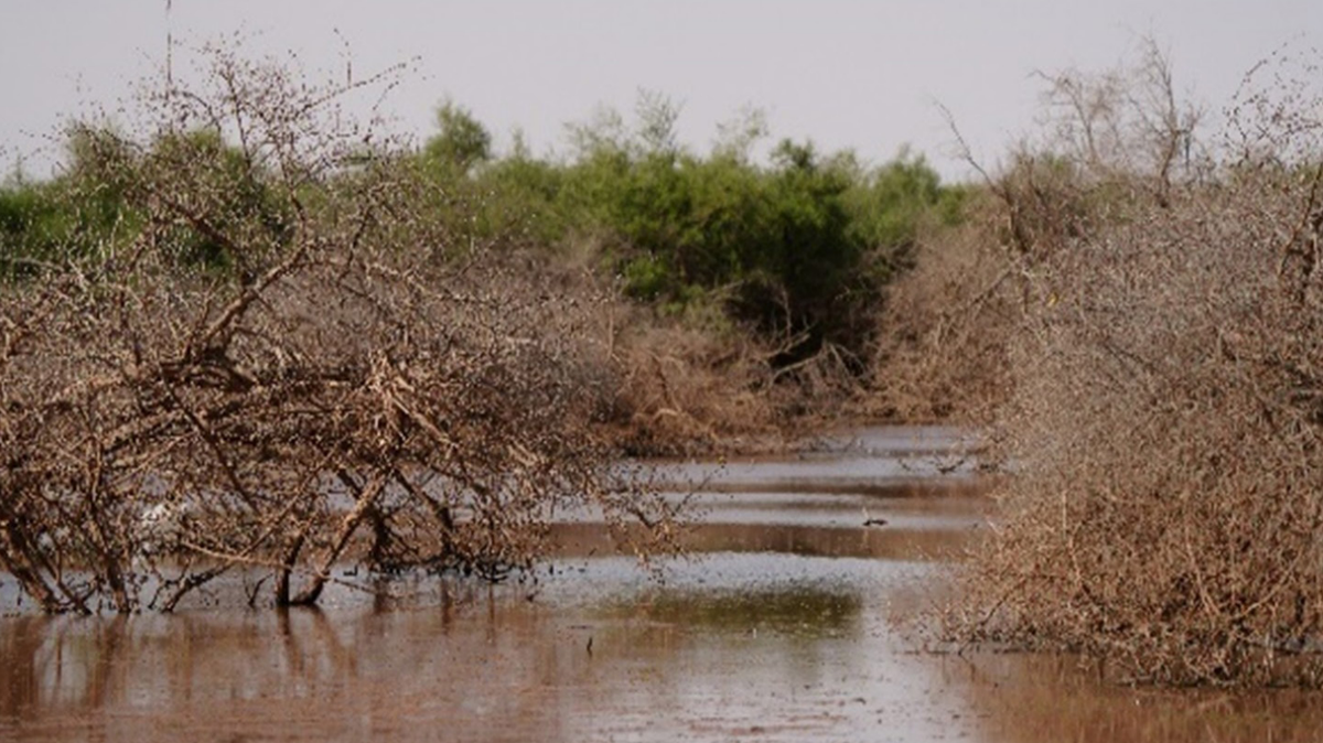 Staff at a nature reserve in Saudi Arabia were surveying wetland wildlife and found “unusual” animals later identified as first-time visitors.