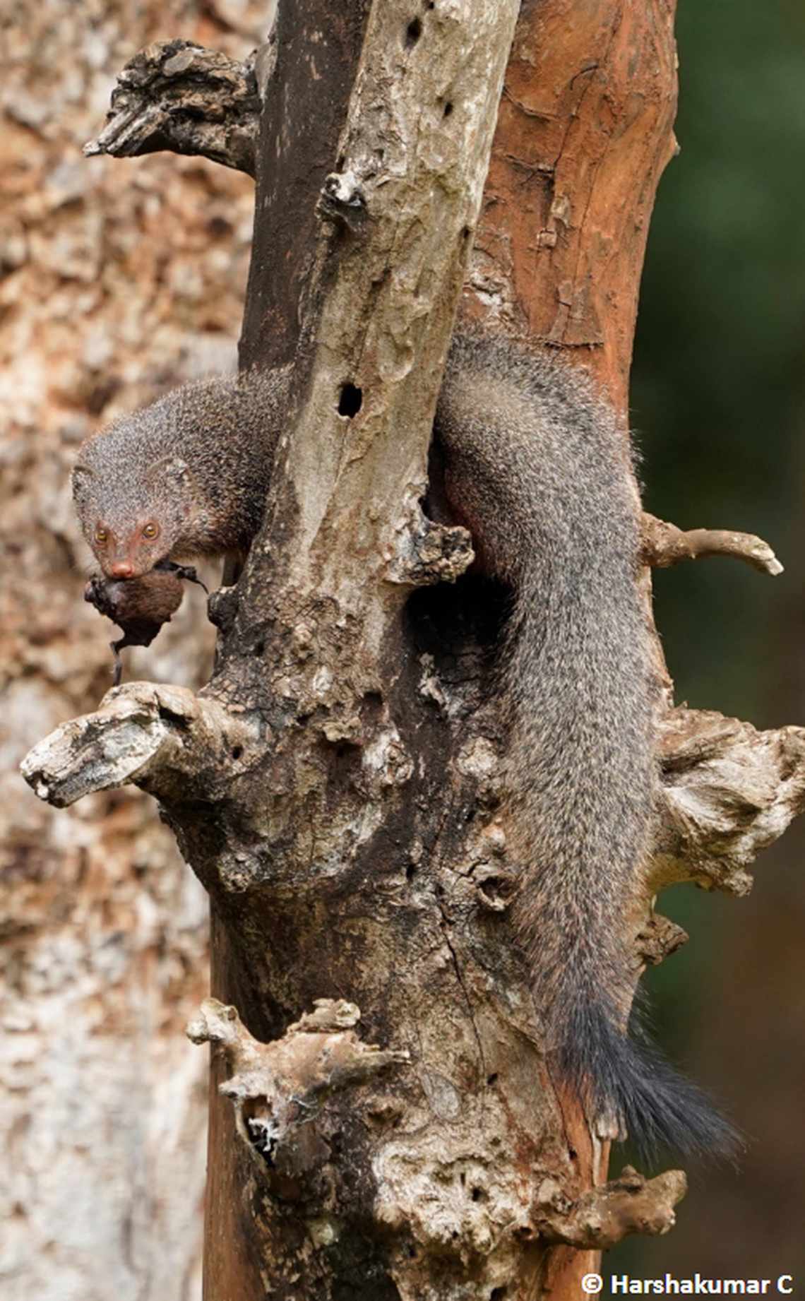 A ruddy mongoose seen eating a pipistrelle bat.
