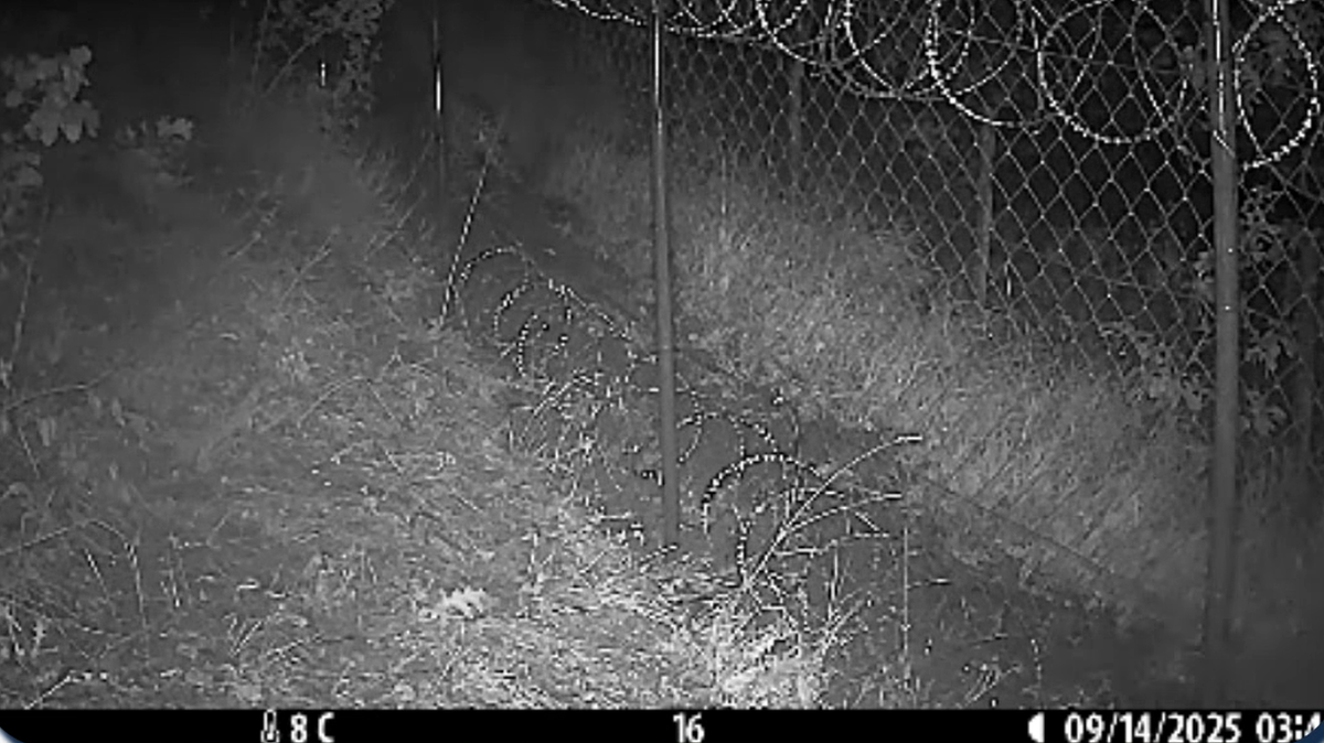 Trail cameras at a Georgia national park recorded a predator considered locally extinct outside a protected facility, photos show.