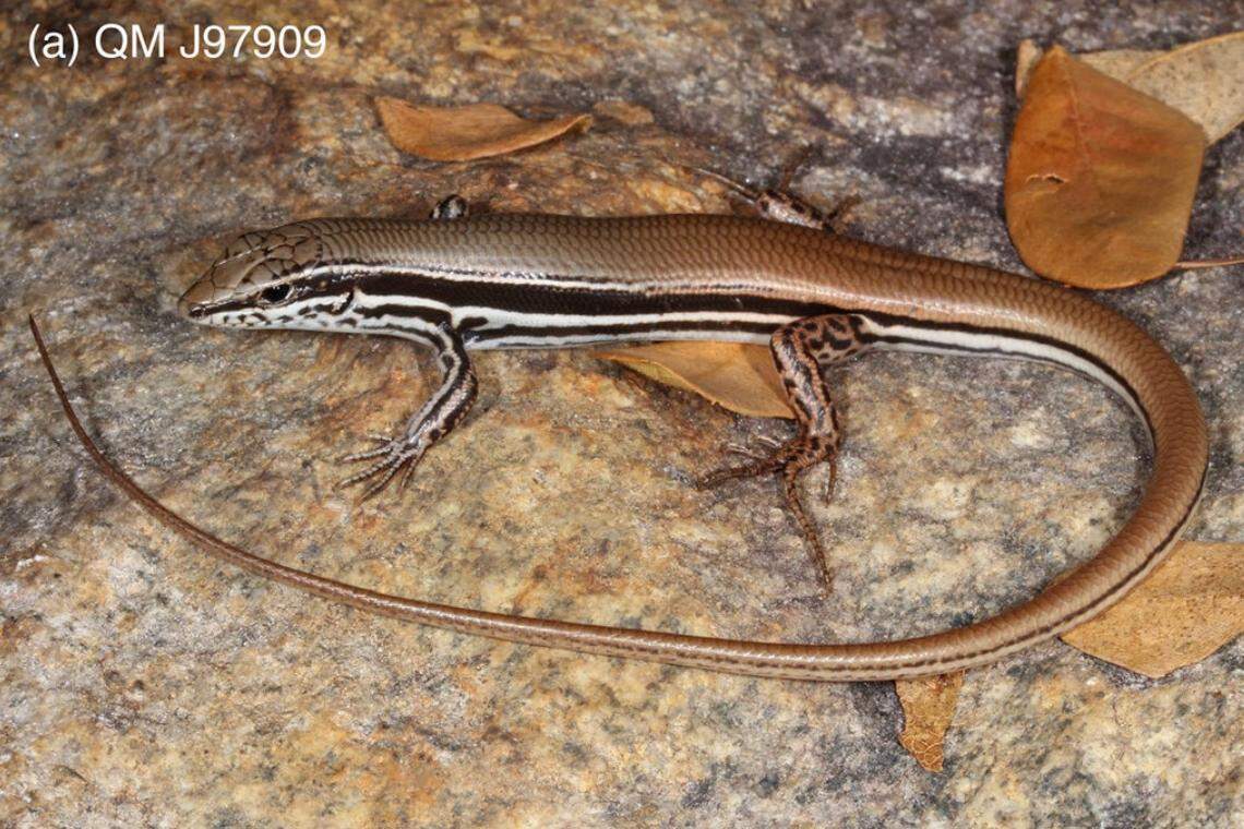A Ctenotus rungulla, or Rungulla rock skink.