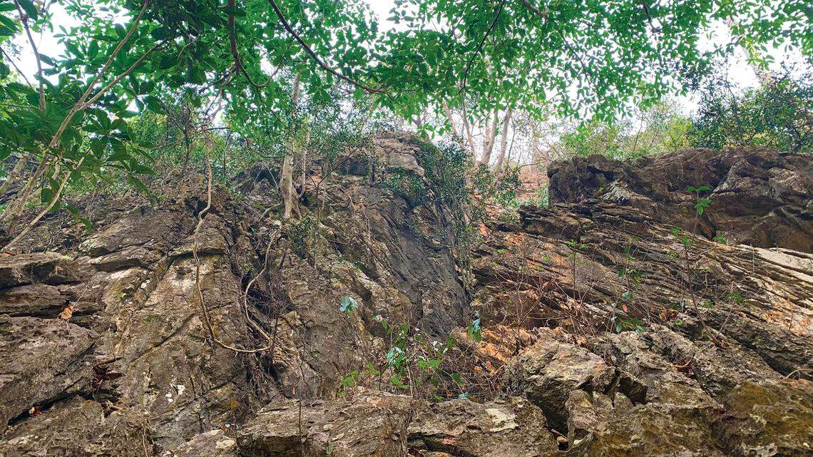 Scientists found a “skittish” animal with “reddish gold” eyes lurking in caves of Thailand and discovered a new species, a study said.