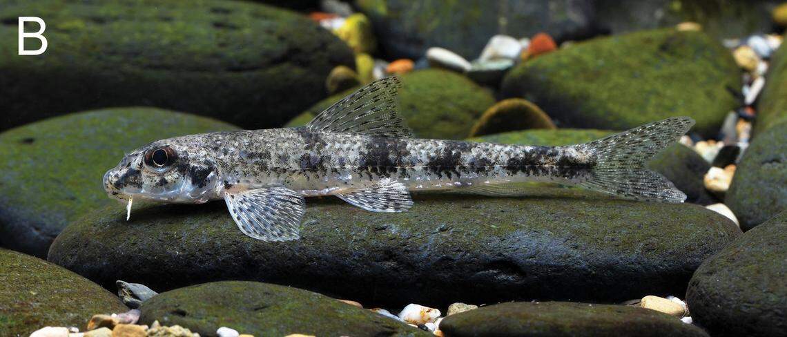 A Microphysogobio punctatus, or spotted gudgeon, in its natural habitat.