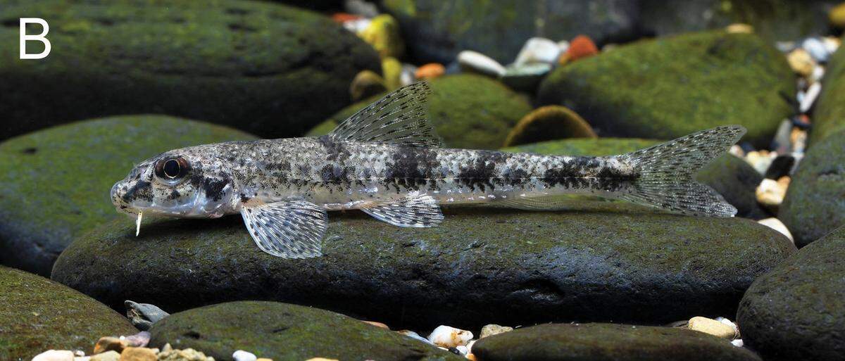 A Microphysogobio punctatus, or spotted gudgeon, in its natural habitat.