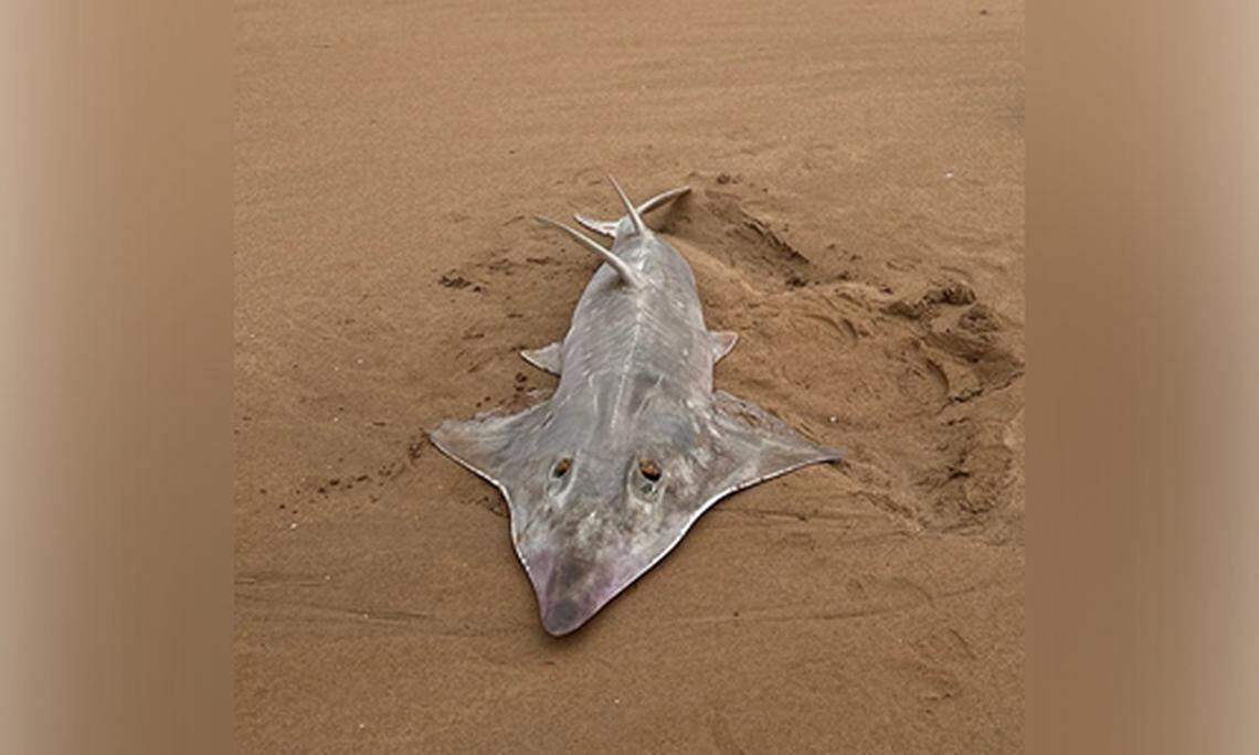 The “rarely seen” species feeds on mollusks, crustaceans, and a variety of bottom-dwelling fish, officials said.