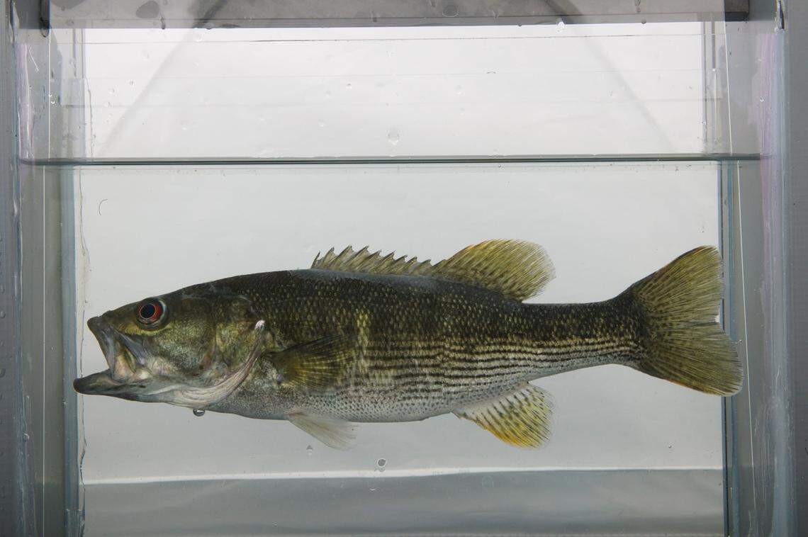 A Micropterus calliurus, or Altamaha bass.