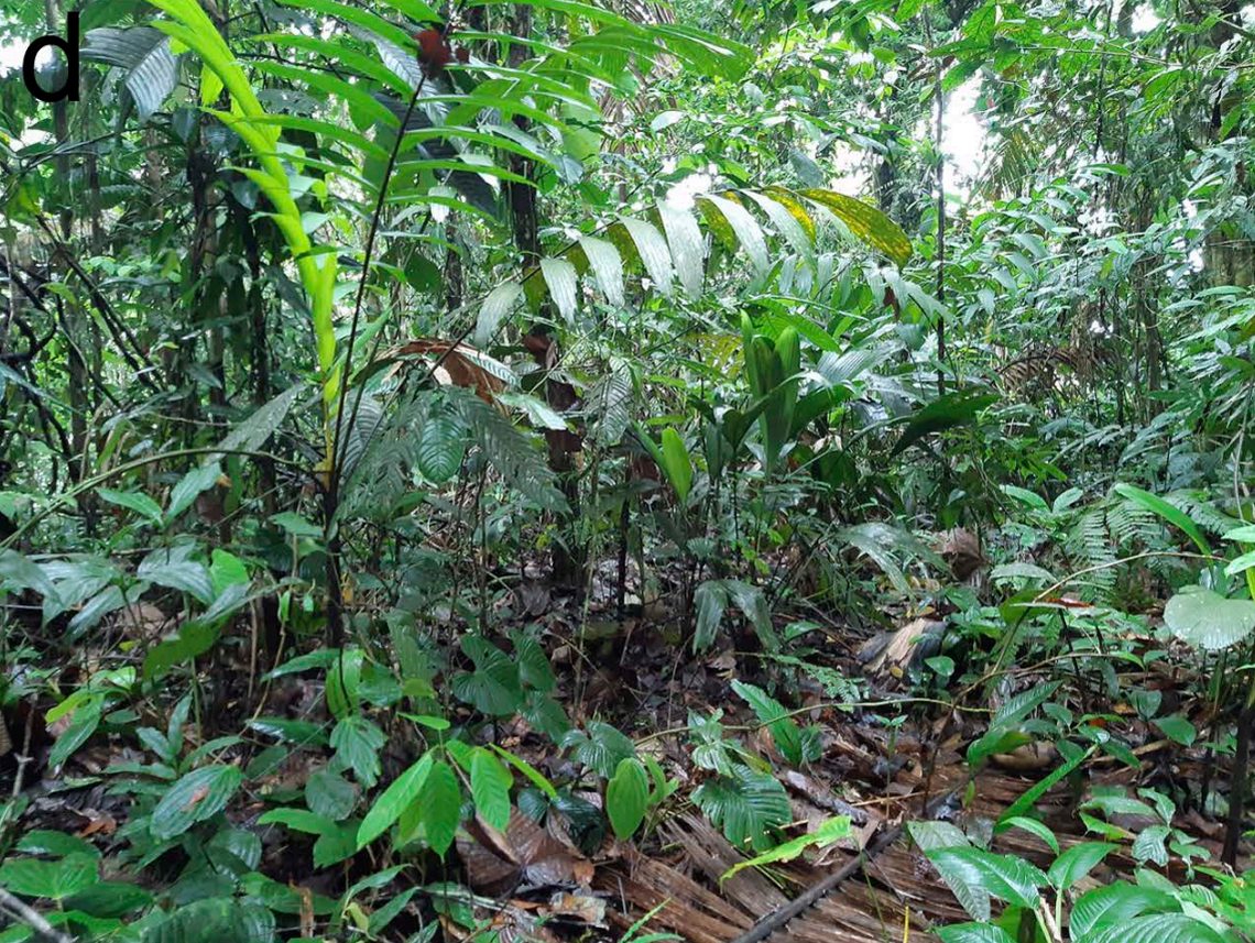 Scientists found a “robust” creature with a “very unusual” head on a rainforest trail and discovered a new species, a study said.