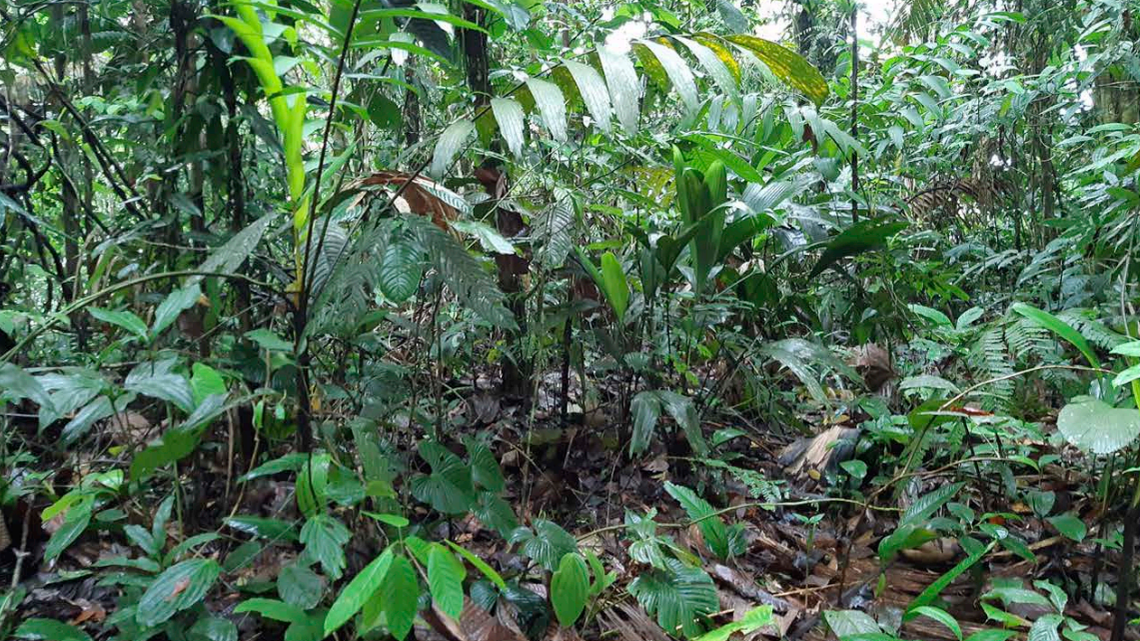 Scientists found a “robust” creature with a “very unusual” head on a rainforest trail and discovered a new species, a study said.