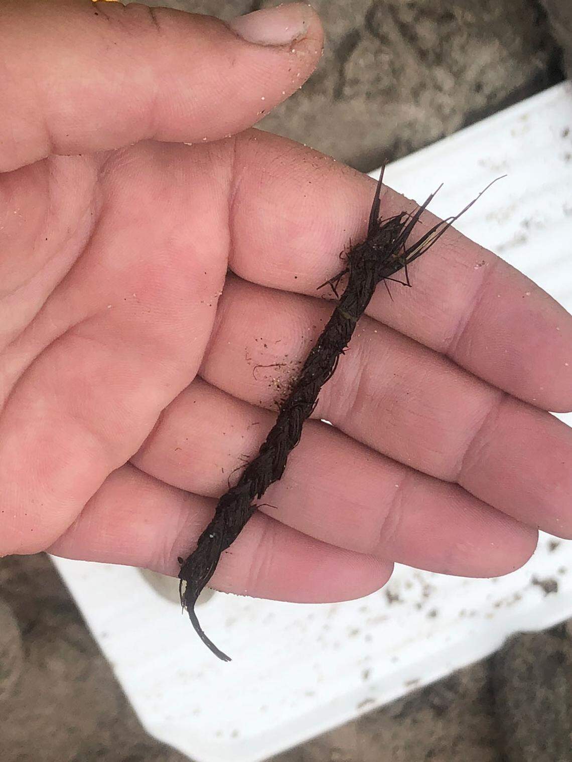 A braided rope found at the excavation on Chatham Island.