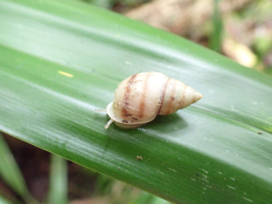 A rare species of Polynesian tree snail previoulsy declared extinct in the wild has officially been downlisted thanks to decades of conservation efforts.