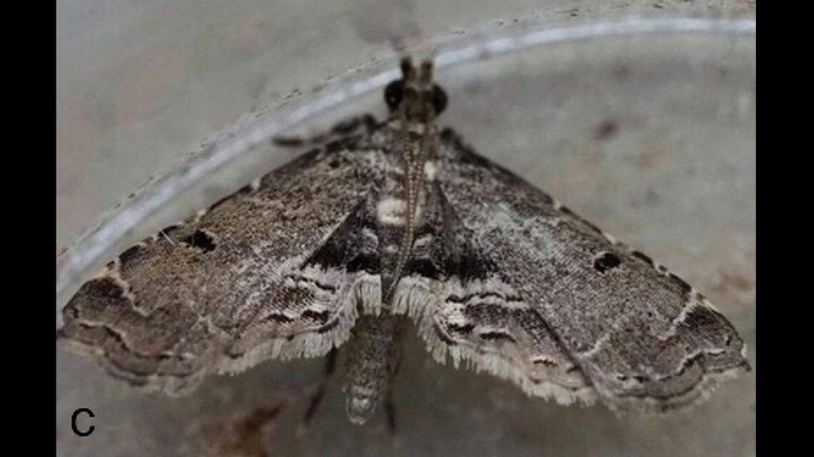 A man in Scotland accidentally imported a moth-infested plant and sparked the discovery of a new species, a study said and photos show.