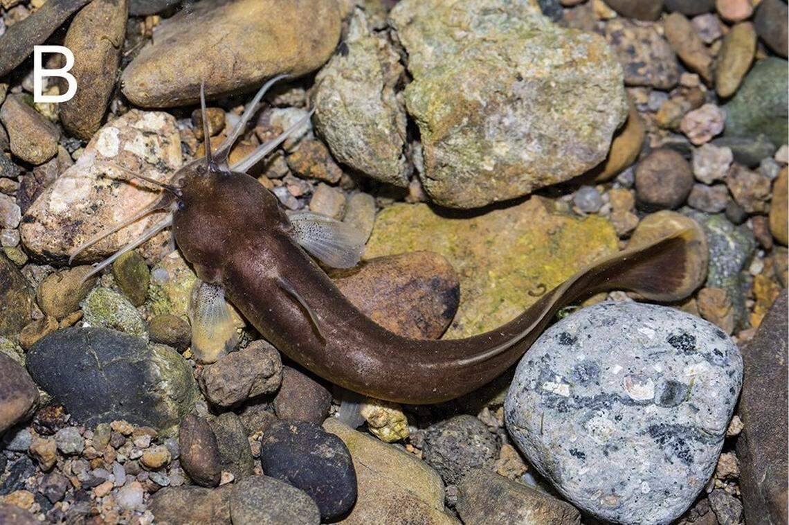A Liobagrus chenhaojuni, or Chen’s catfish, as seen from above.