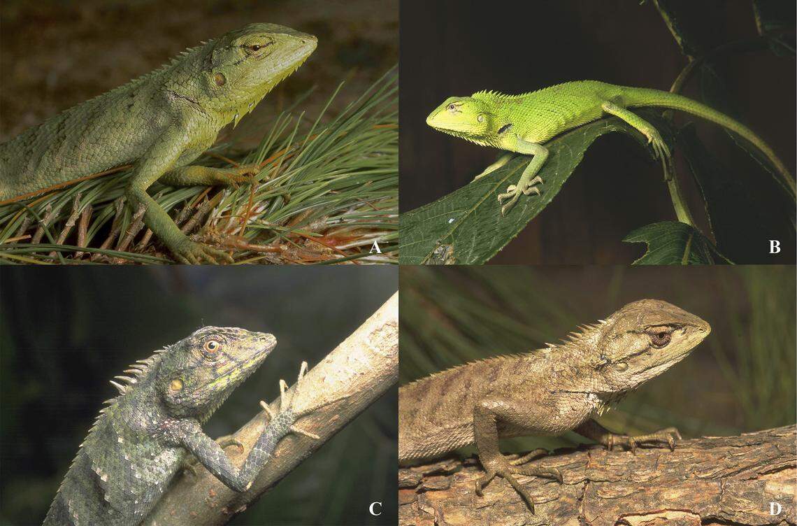 Several Calotes iadina, or emerald dragon lizards.