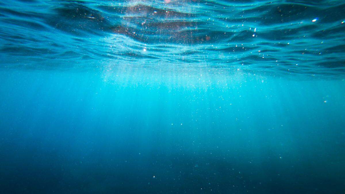 Scientists off the coast of Thailand caught a “ghost”-like sea animal with a “massive” head and discovered a new species, a study said.