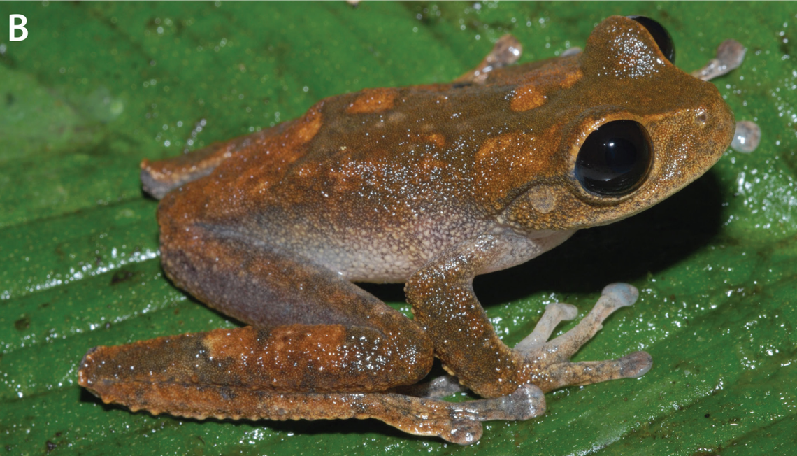 A Nyctimystes hanwara, or hanwara tree frog.