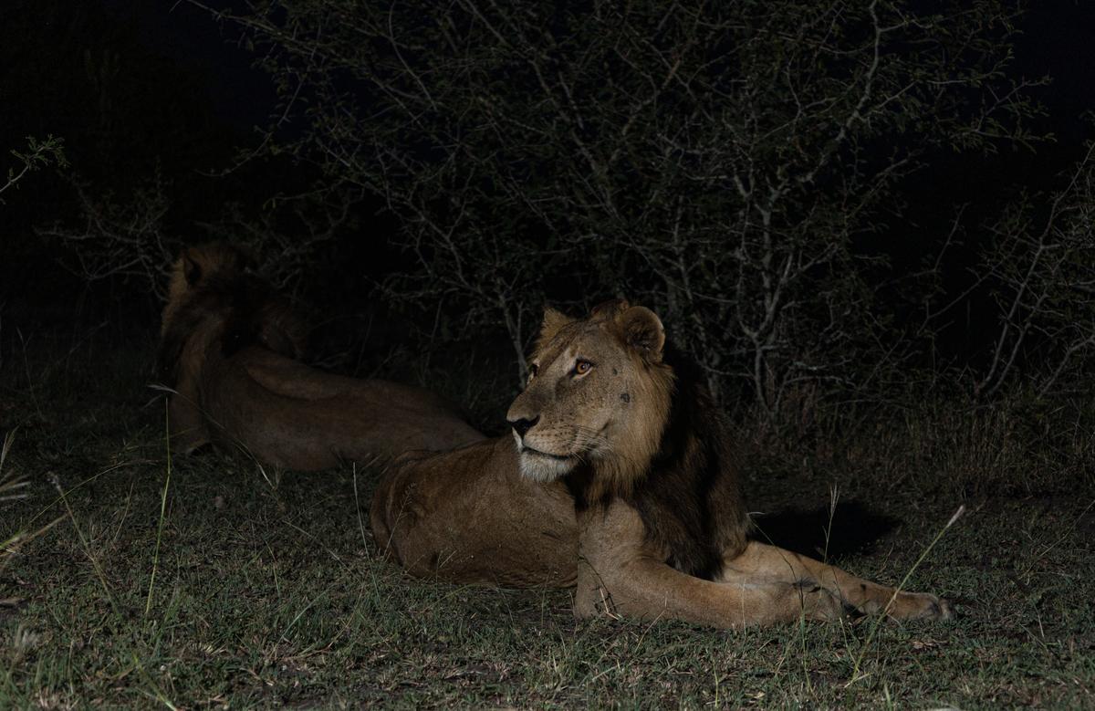Jacob, and the other males, proved African lions have a hidden ability to swim greater distances than anyone thought possible.