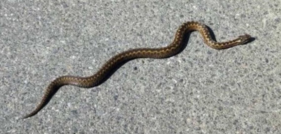 A common European adder, or Vipera berus, seen on a street in Sylt in May 2024.
