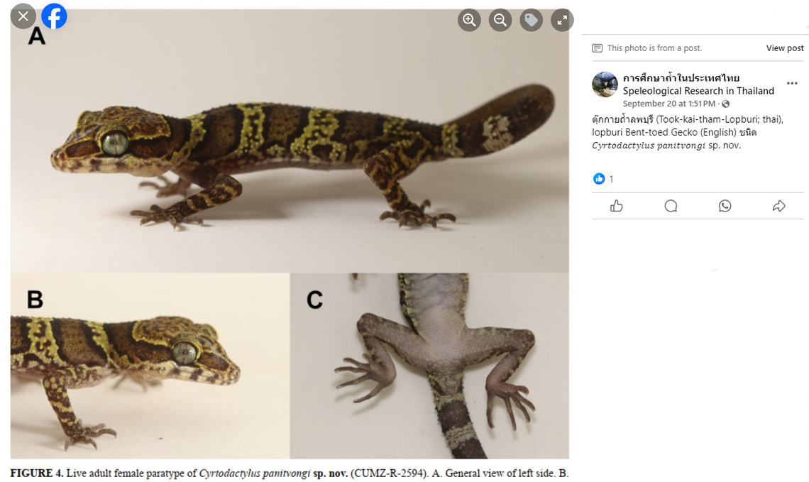 A Cyrtodactylus panitvongi, or Lopburi bent-toed gecko.