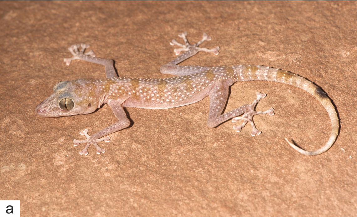 An Asaccus authenticus, or Bandar-e Jask leaf-toed gecko.