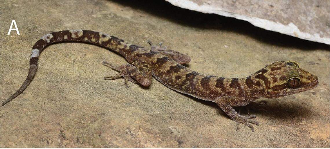 A male Cyrtodactylus phamiensis, or Pha Mi bent-toed gecko.