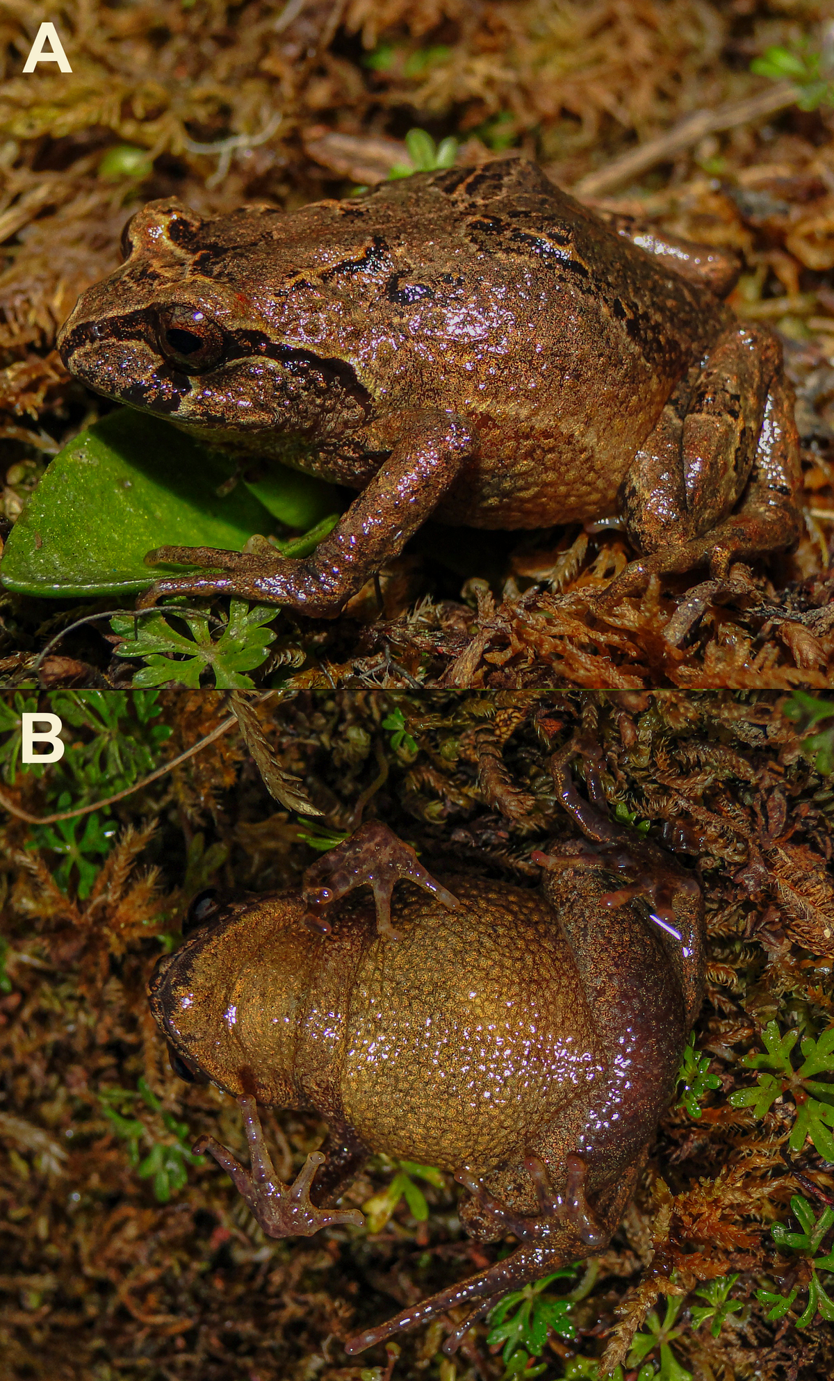 A Phrynopus manuelriosi, or Manuel Ríos’ Andes frog, seen from above and below.
