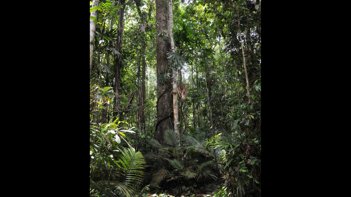 Scientists found a “honking” creature with a “long” tongue in a rainforest of Papua New Guinea and discovered new species, study said.