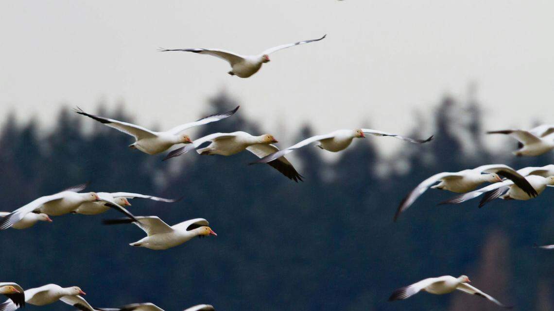 Wildlife officials in Saskatoon are looking for the hunters who dumped 142 dead migratory birds on private land.