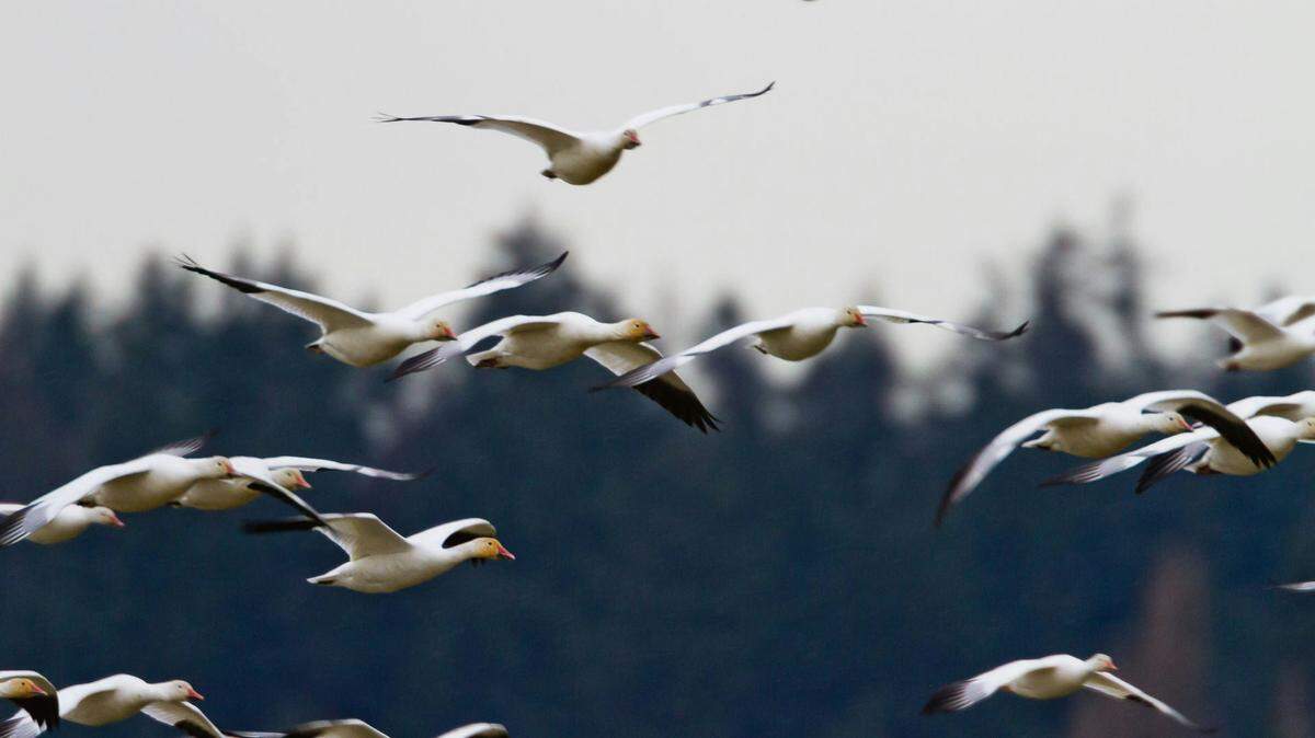 Wildlife officials in Saskatoon are looking for the hunters who dumped 142 dead migratory birds on private land.