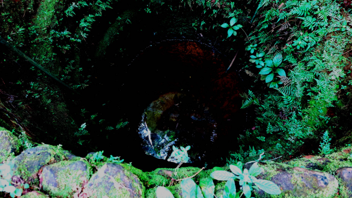 A 4-year-old girl in India noticed a “translucent” creature in a water tank and helped scientists discover a new species, a study said.