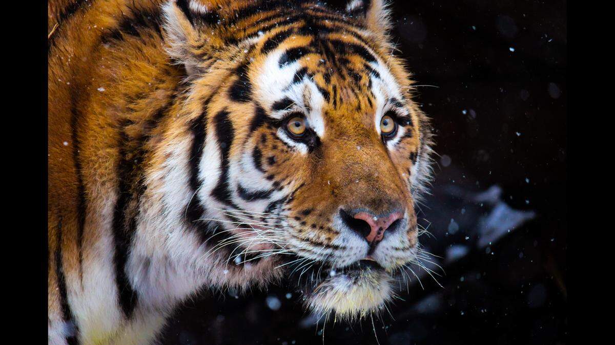 A Siberian tiger (not the one pictured) killed a man and his dog in eastern Russia, officials say.