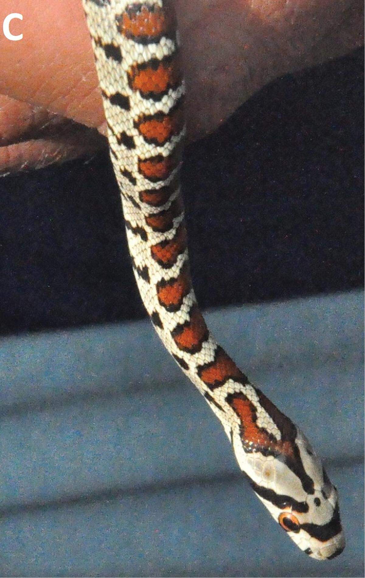 A European ratsnake, or Zamenis situla, seen in Kosovo.
