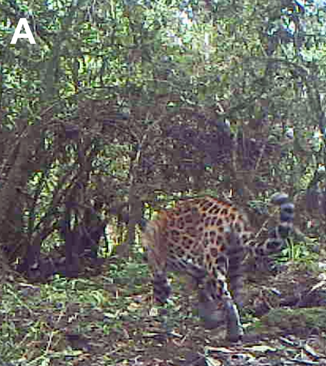 A jaguar seen at Sierra de las Minas Biosphere Reserve in June 2015.