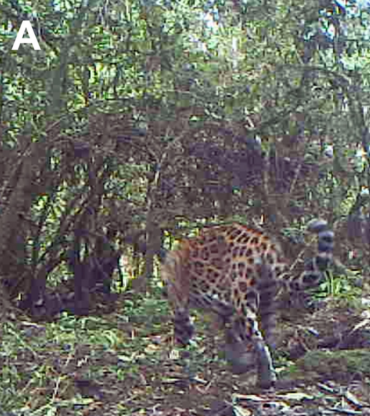 A jaguar seen at Sierra de las Minas Biosphere Reserve in June 2015.