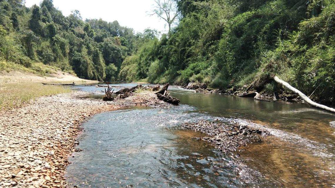 Scientists bought a “large” river predator with a “broad” head at a market in Myanmar and discovered a new species, a study said.
