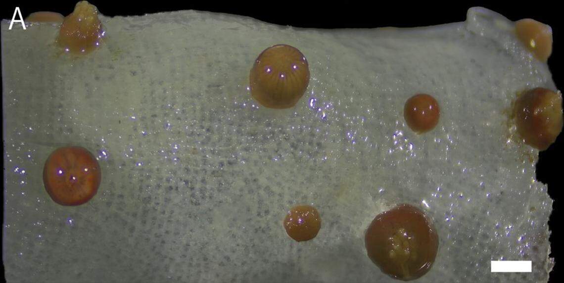 Several Vitrumanthus flosculus, or small flower zoantharians, on a sea sponge.