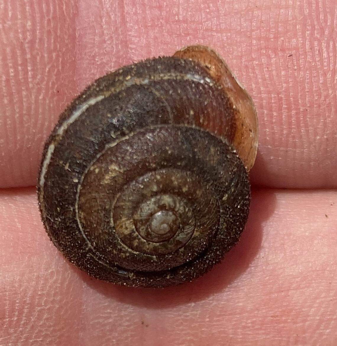 A shagreen snail, or Inflectarius inflectus, as seen from above.