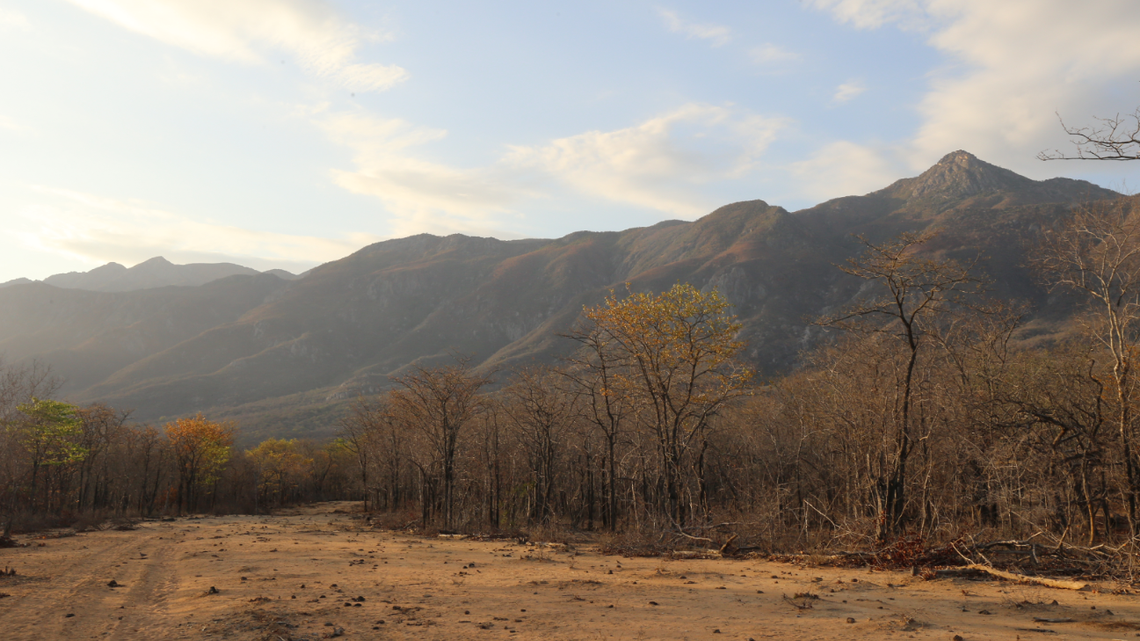 Scientists found a legless animal with a “collar” under a rock in the mountains of Angola and discovered a new species, a study said.