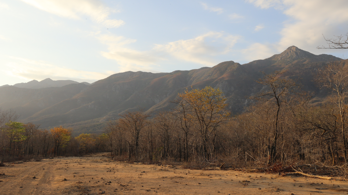Scientists found a legless animal with a “collar” under a rock in the mountains of Angola and discovered a new species, a study said.