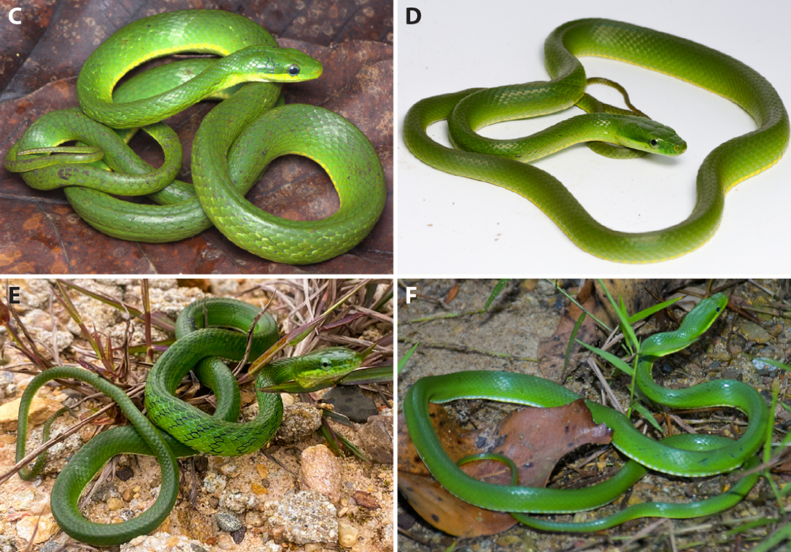 Several Gonyosoma iadinum, or jade tree snakes.