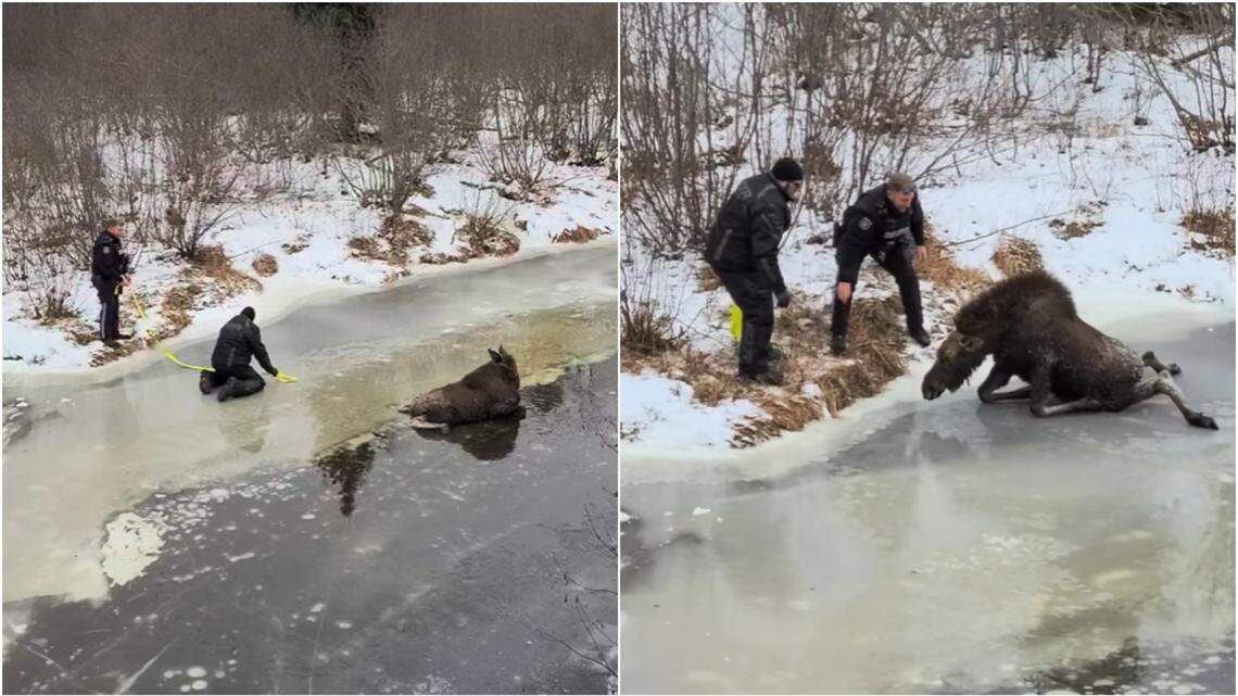 A couple in New Brunswick found a moose stuck on the slippery, wet ice and helped the animal to safety. Videos show the difficult rescue process.
