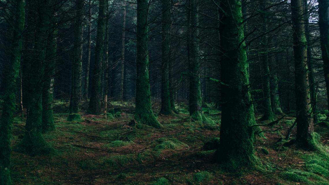 Wildlife researchers set up trail cameras in Jammu and Kashmir and photographed several “rare” Indian pangolins, a study said.