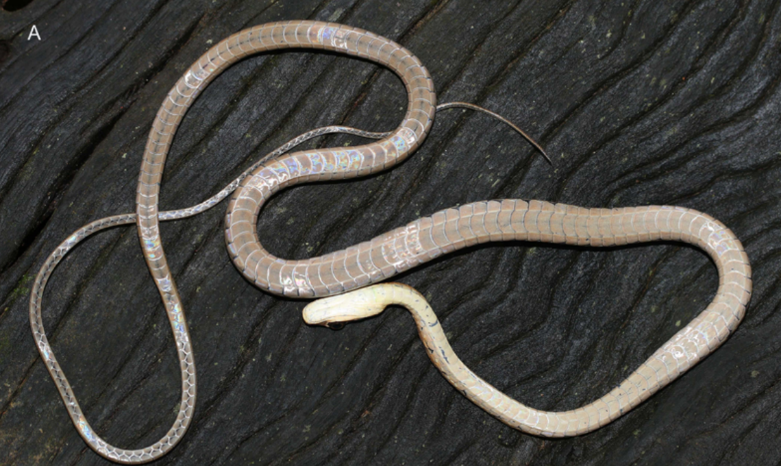 The underside of a Dendrelaphis thasuni, or Thasun’s bronzeback.