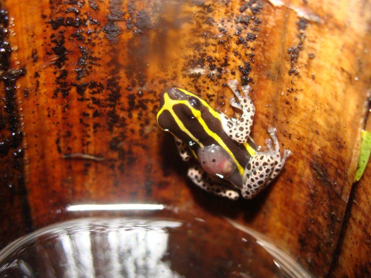 A male was observed carrying a tadpole from one pool of water to another within a Guadua bamboo stalk, according to the study.