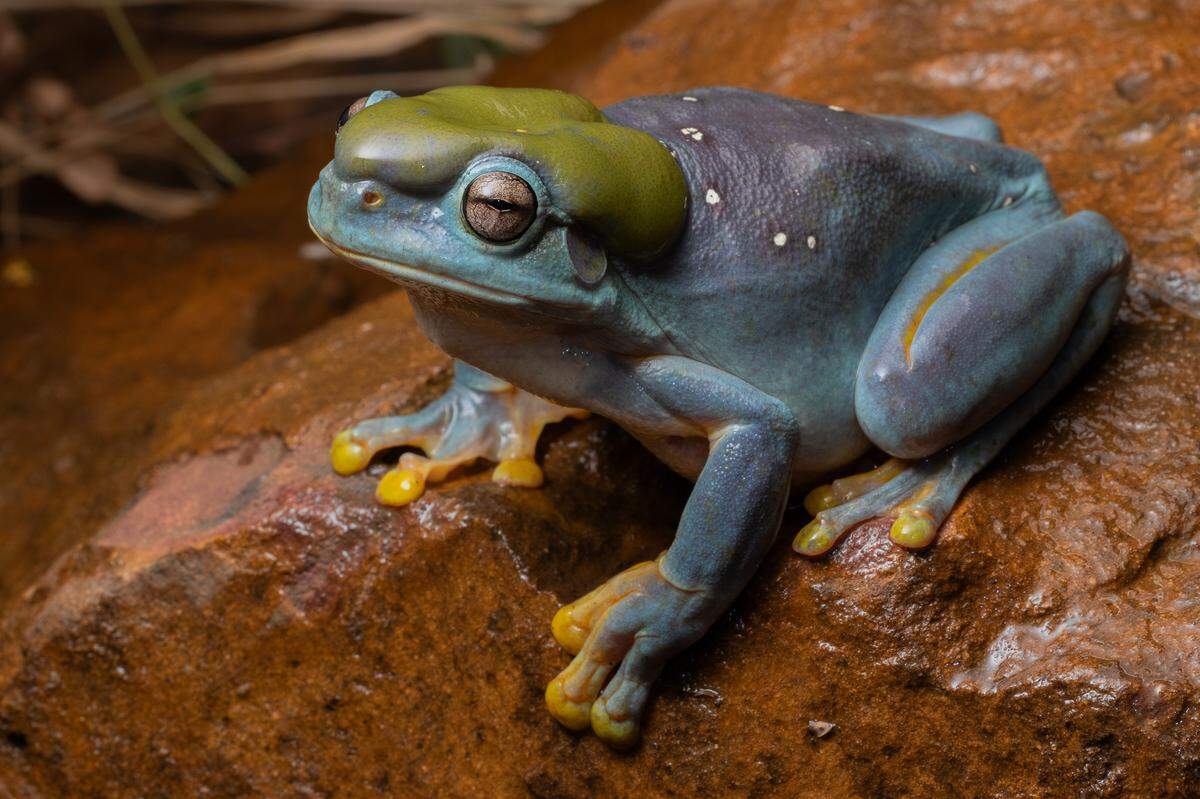 A magnificent tree frog with rare blue coloring.